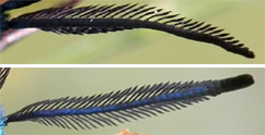 Adscita  sp.